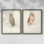 Scops Eared Owl - reproduction encadrée de qualité supérieure - prête à être accrochée - aucun clou requis - aucun clou requis-811251299-811251296