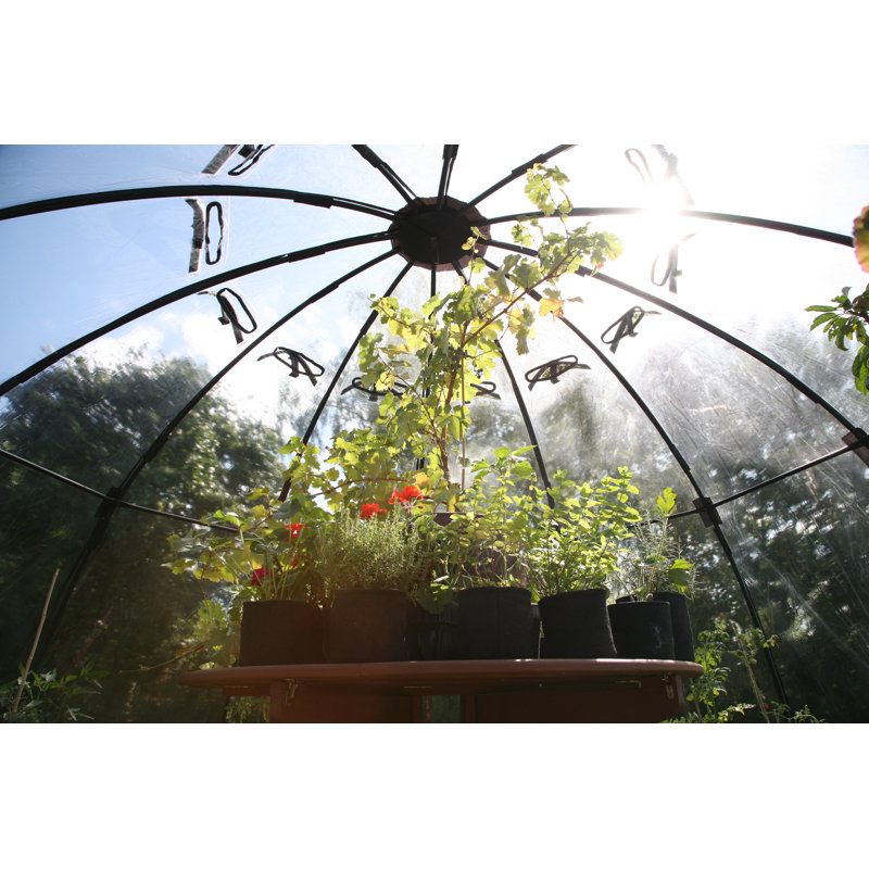 Calisce Greenhouse, 220cm H x 350cm W x 350cm D