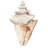 Seashell III - Wrapped Canvas Painting-439312870