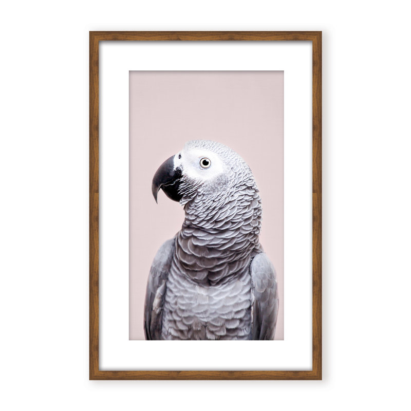 Nature Inspired African Gray by  - Picture Frame Photograph on Paper, 48" H x 32" W x 1.125" D, Framed Matted Print, Black