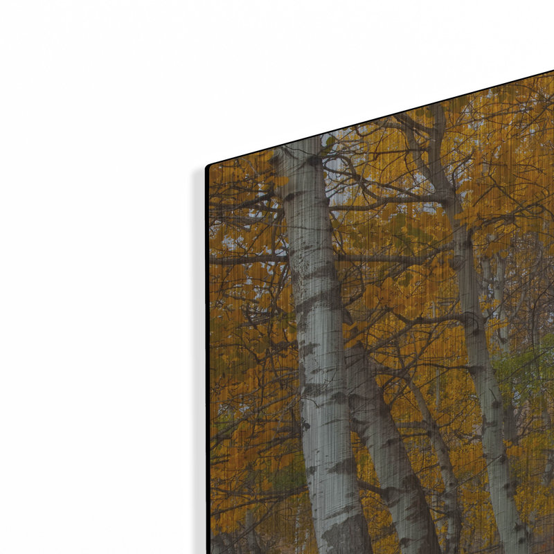 "Morning Aspens" par Jesse Estes, H 24 po x l 36 po