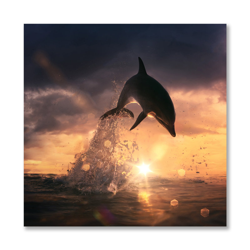 Dolphin Play - photographie non encadrée, Métal, H 24 po x l 24 po x P 1,5 po