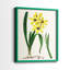 AntiqueFloralFolioVI - reproduction encadrée de qualité supérieure - prête à être accrochée - aucun clou requis - aucun clou requis-622635968-622635969