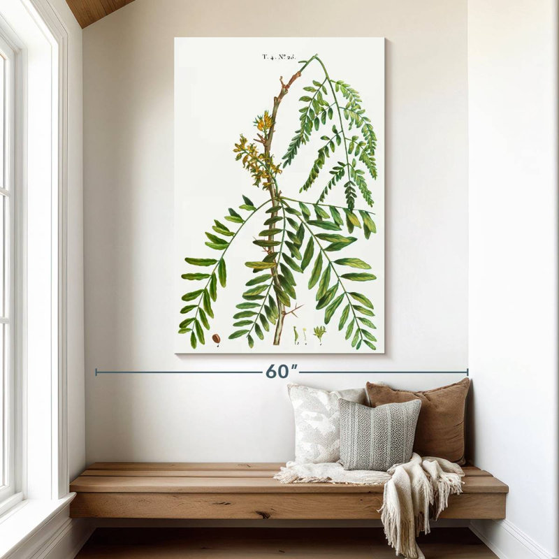 Honey Locust Gleditsia Triacanthos, 51" H x 34" W