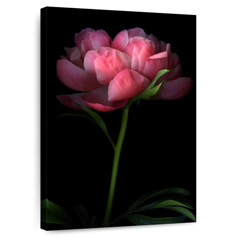 Harnek Dark Peony II, 45" H x 30" W