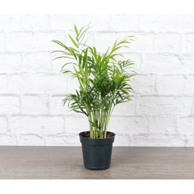 Live Neanthe Bella Palm Plant