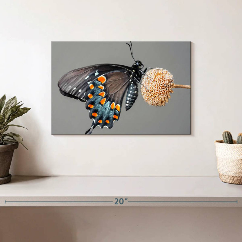 Papillon machaon noir Brampt, H 8 po x l 12 po