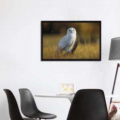 Snowy Owl Amid Dry Grass, British Columbia, Canada by Tim Fitzharris - Floater Frame Gallery-Wrapped Canvas Giclée on Canvas