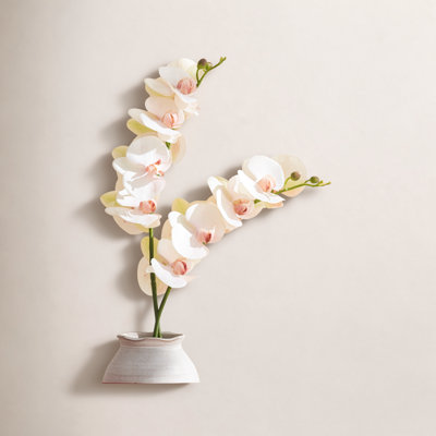 Phalaenopsis Orchid Stems