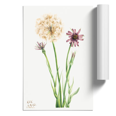 Salsify by Mary Vaux Walcott - Frameless Print
