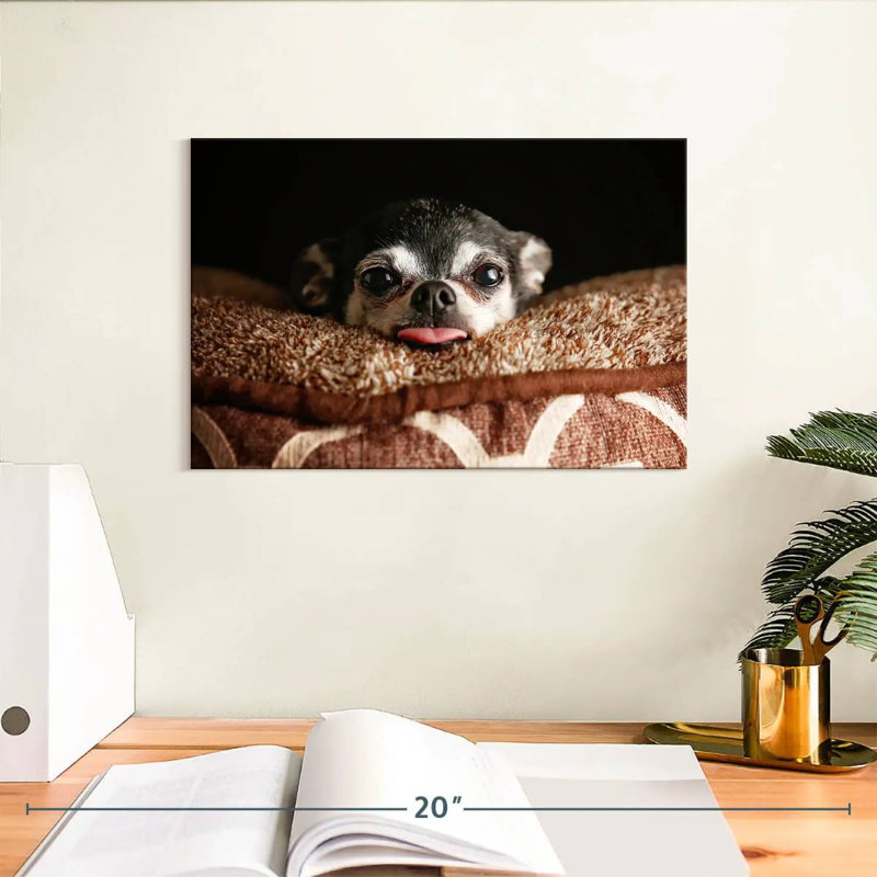 Chihuahua Brampt ludique, H 8 po x l 12 po