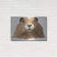 "Marmotte" par Jeannine Saylor-1834648757