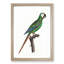 A Blue-Winged Macaw Parrot by F. Levaillant - Framed Print-55457373-55457375