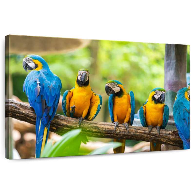 Brampt Macaw Party