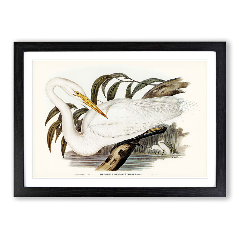 Australian Egret by Elizabeth Gould - Single Picture Frame Painting, Black Framed, 33cm H x 45cm W x 2cm D