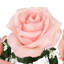 Rosier artificiel ouvert-577452968