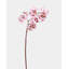 Phalaenopsis Orchidée Blanche 23 po-1877715662-1877715663