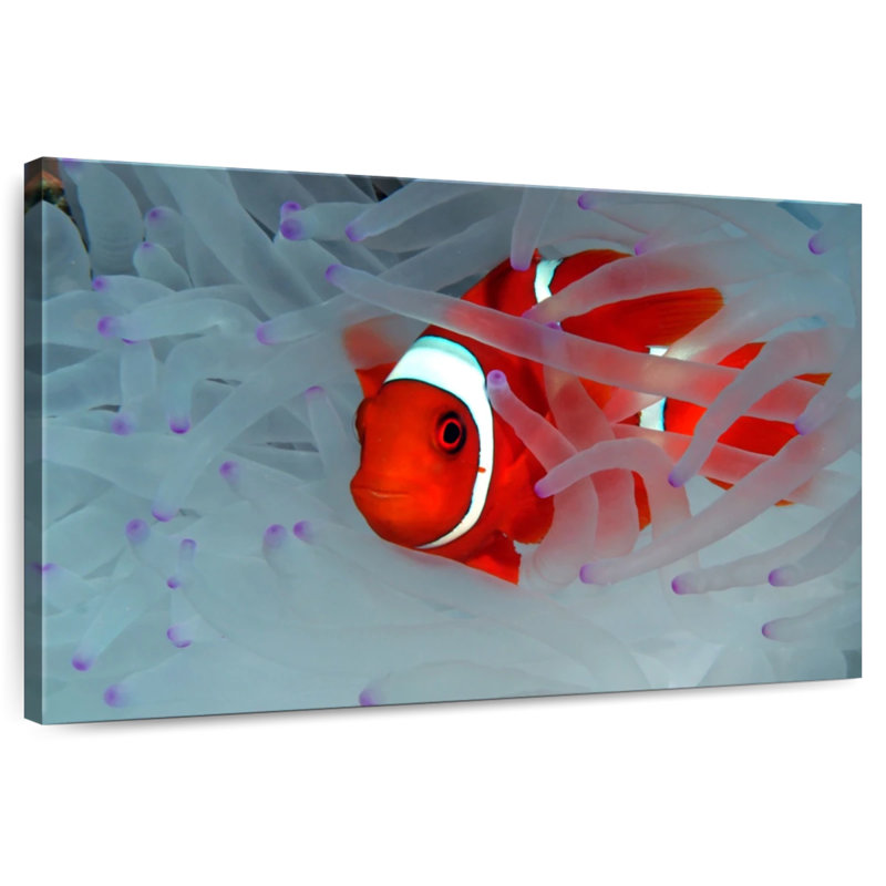 Corbeau cachant des poissons clowns, H 8 po x l 12 po