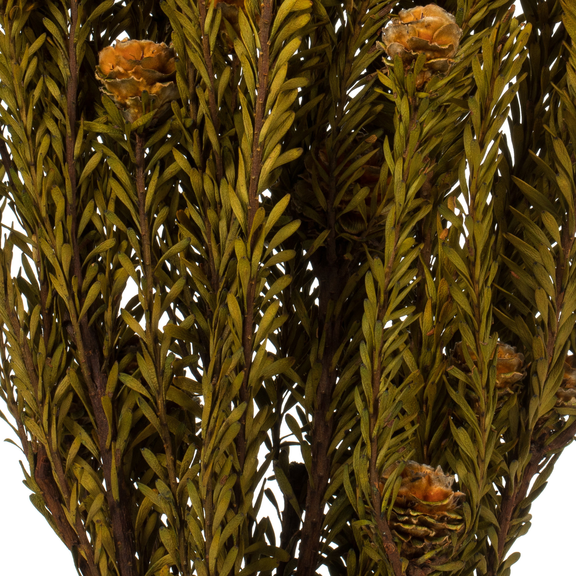 All Natural Tortum Bundle, Prese 12" Tortum Bundle, Preserved, Autumn
