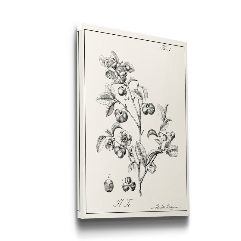 «Antique Black and White Botanical», reproduction d'art sur toile tendue, H 36 po x l 24 po x P 1 po