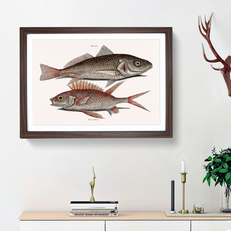 Croaker Fish & Squirrelfish by Mark Catesby - Picture Frame Painting Print, 36cm H x 48cm W x 2cm D, Walnut Framed