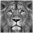 'King of the Jungle Lion' Glass Wall Art