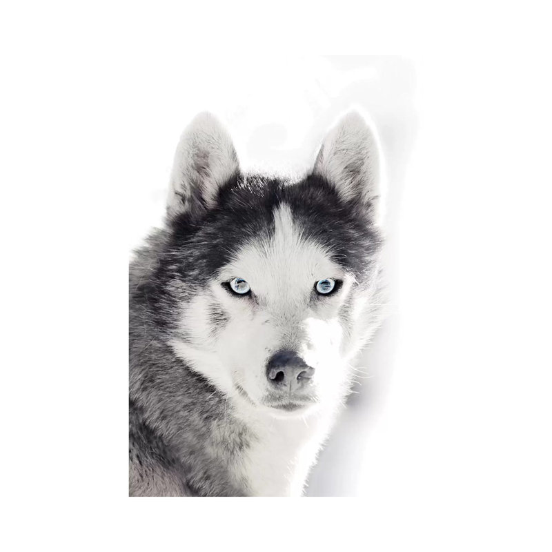 Husky Portrait by Monika Strigel - Wrapped Canvas Print, 20.32 cm H x 30.48 cm W