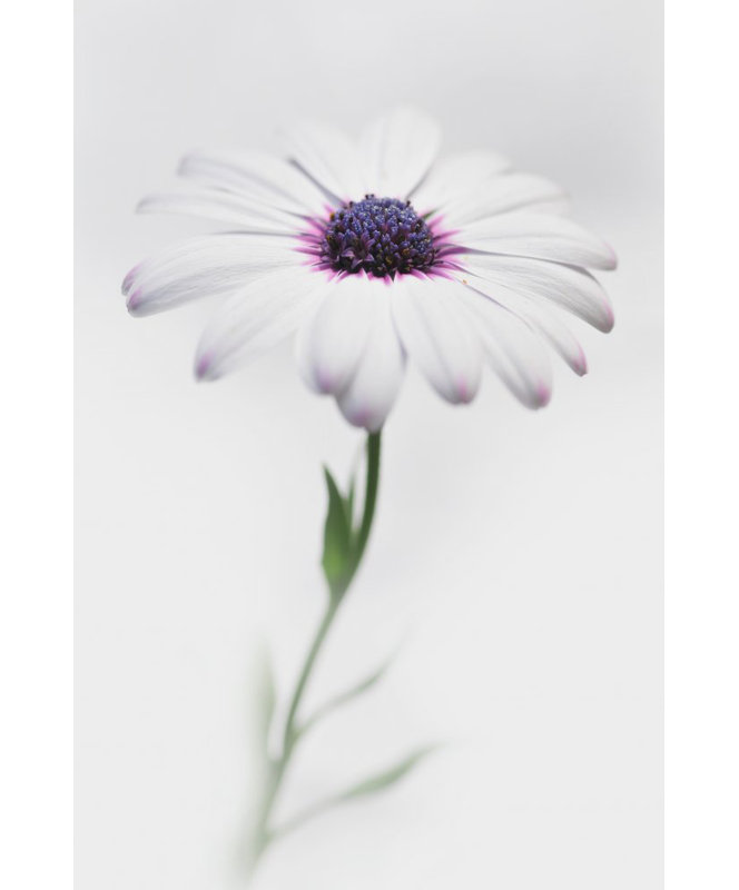 Wrapped Canvas Print, 76.2 cm H x 50.8 cm W