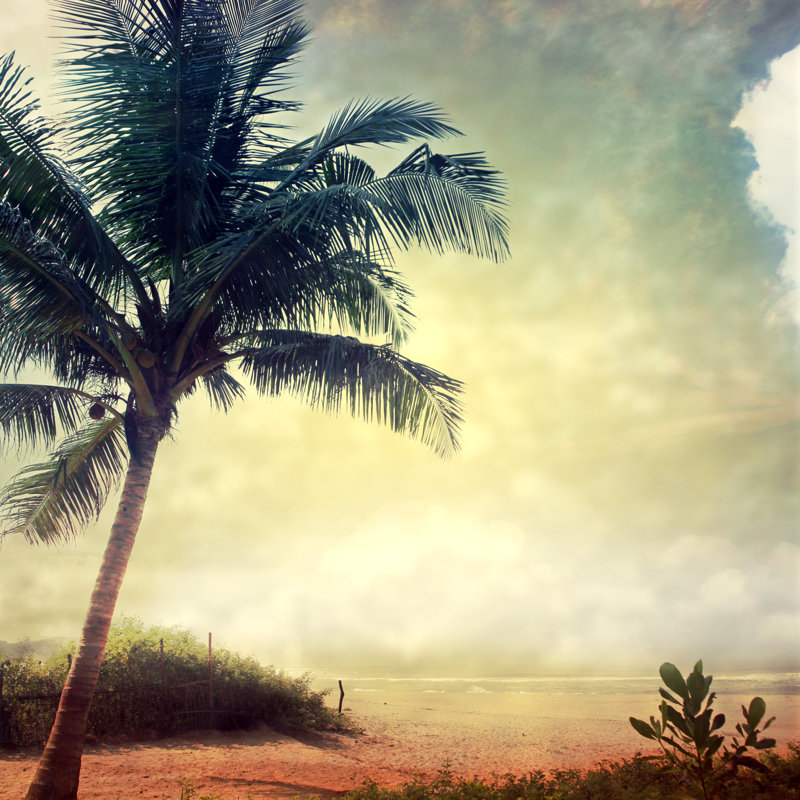 Grunge Palm - Wrapped Canvas Print, 30cm H x 30cm W x 3.8cm D