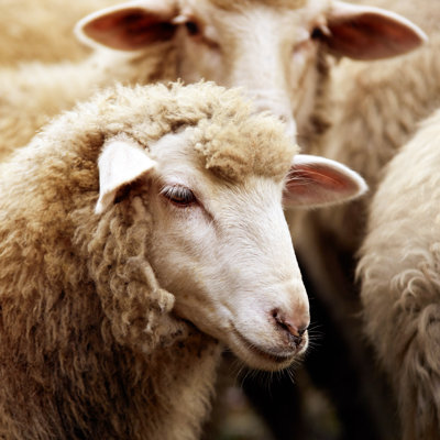 " Sheep Muzzle Outdoors. Standing And Staring Breeding Agriculture Animal "