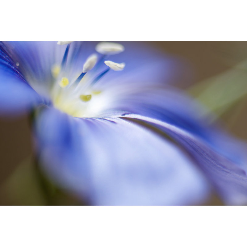Blue Flax II by Jonathan Nourock - Wrapped Canvas Print, 30cm H x 46cm W