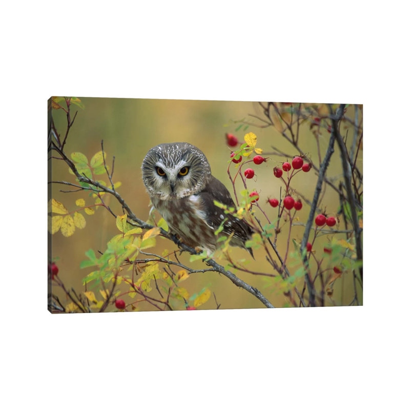 Northern Saw-Whet Owl Perching In A Wild Rose Bush, British Columbia, Canada I by Tim Fitzharris - Wrapped Canvas Print
