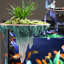 Aquarium en verre-1038129503