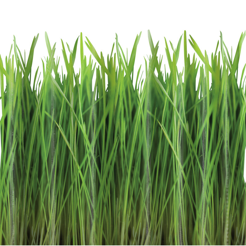 Rideau de douche simple EVA Grass