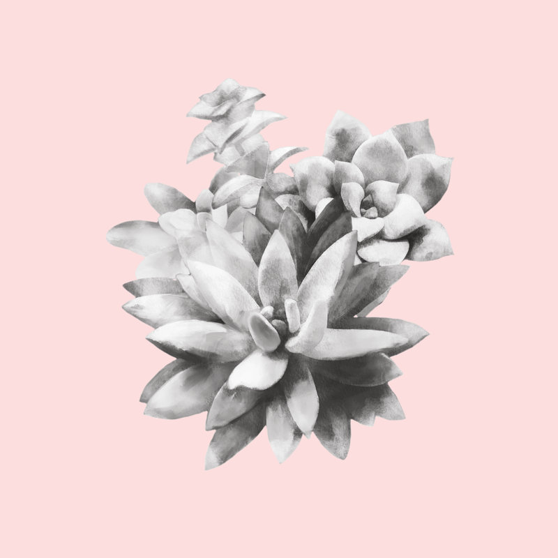 Succulent - Wrapped Canvas Print, 122cm H x 122cm W x 3.8cm D