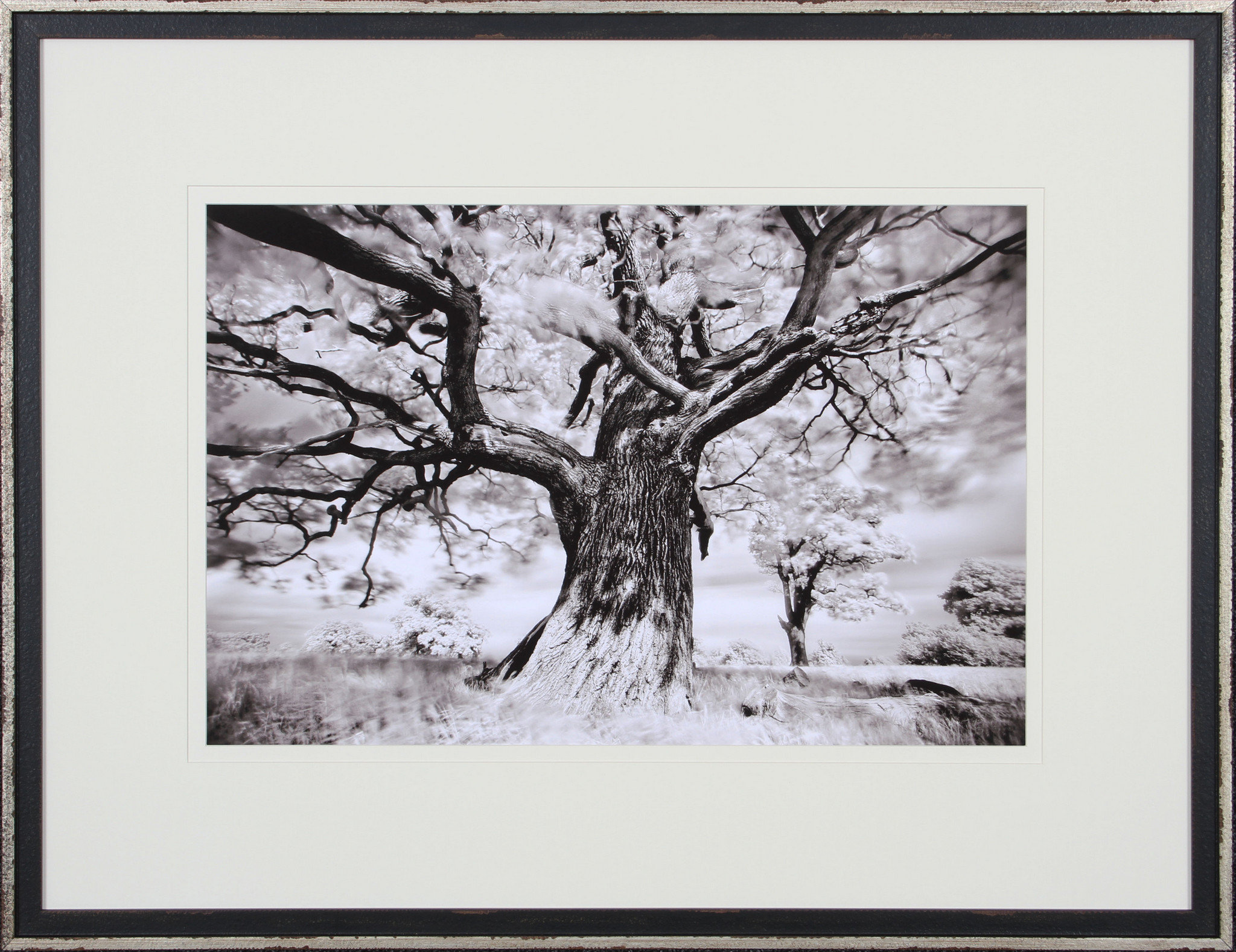 Shadow Catchers 'Tree Study II' Framed Photographic Print | Wayfair