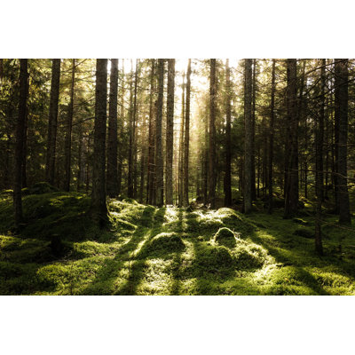 " Coniferous Forest "