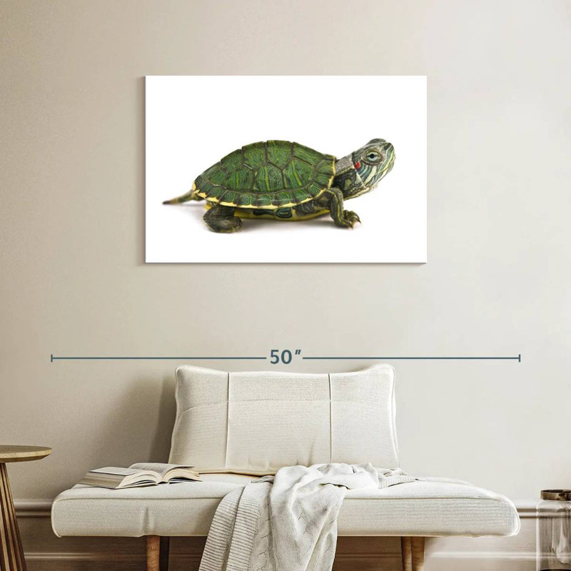 Red Eared Turtle