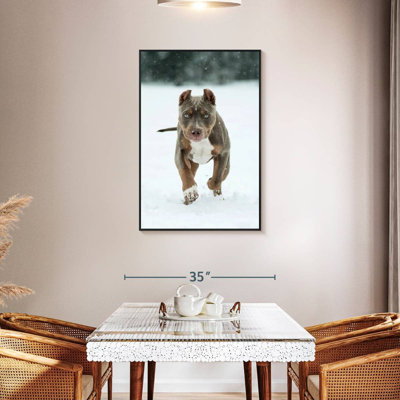 Pit Bull On Snow