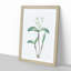 Star Orchid Flowers by Pierre-Joseph Redoute - Picture Frame Painting Print-55615731-55615732