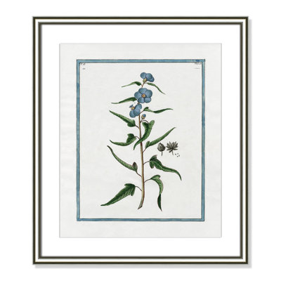 Colombe "Shabby Elegance Botanical I" Print