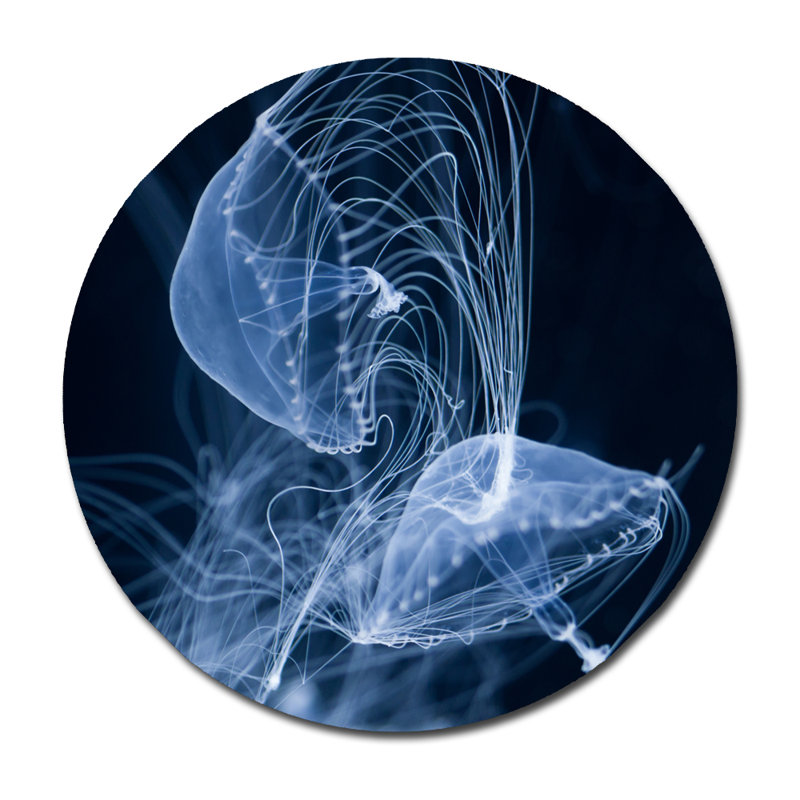 «Jelly Fish Parade One» - photographie, H 24 po x l 24 po x P 1,5 po