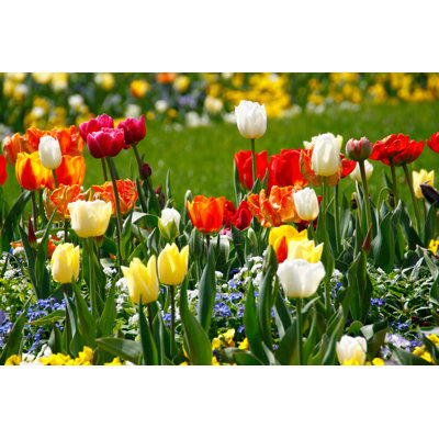 Tulips, Spring Flowers - Wrapped Canvas Print