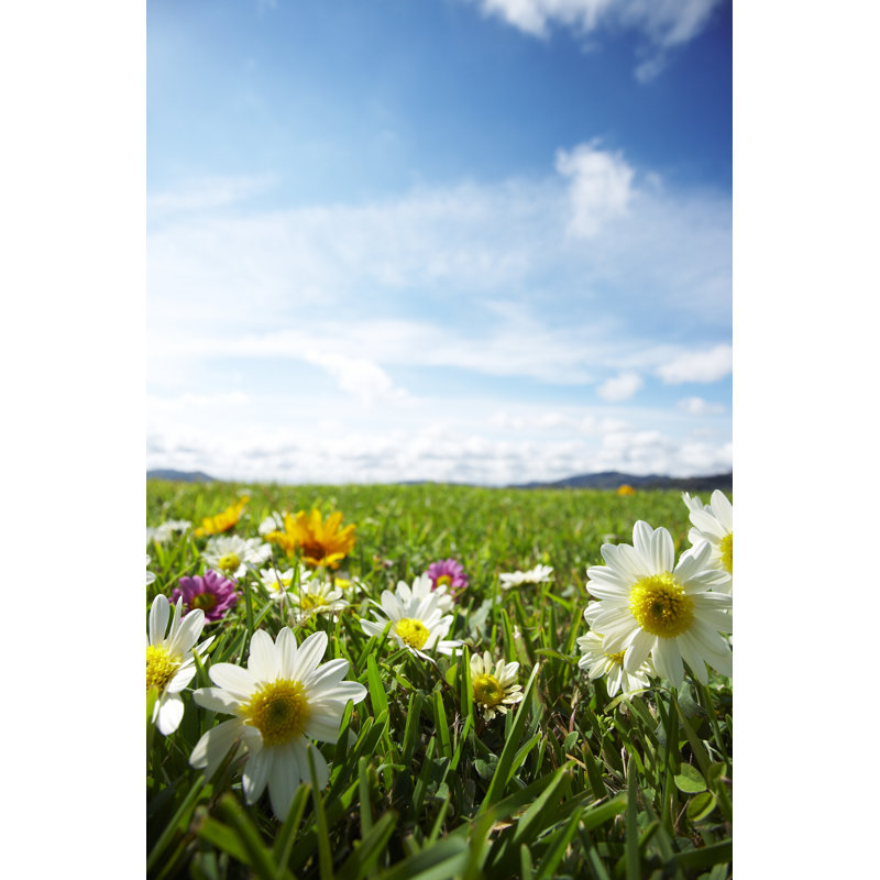 Meadow With Flowers by ALEAIMAGE - No Frame Art Prints on Canvas, 76cm H x 51cm W