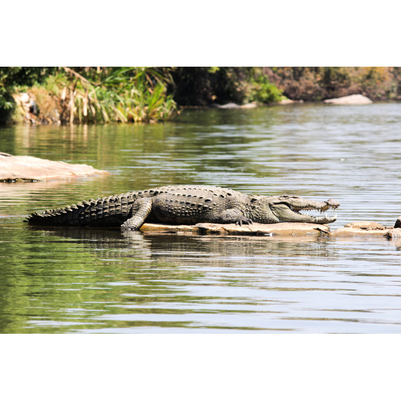 Crocodile - photographie sur toile tendue, H 20 po x l 30 po x P 1,25 po