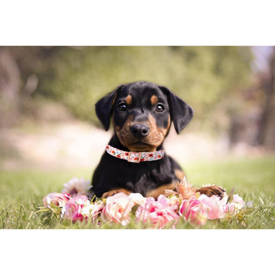 Collier pour chien avec collier ajustable et boucle en métal pour chiots mâles