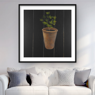 Plante de persil