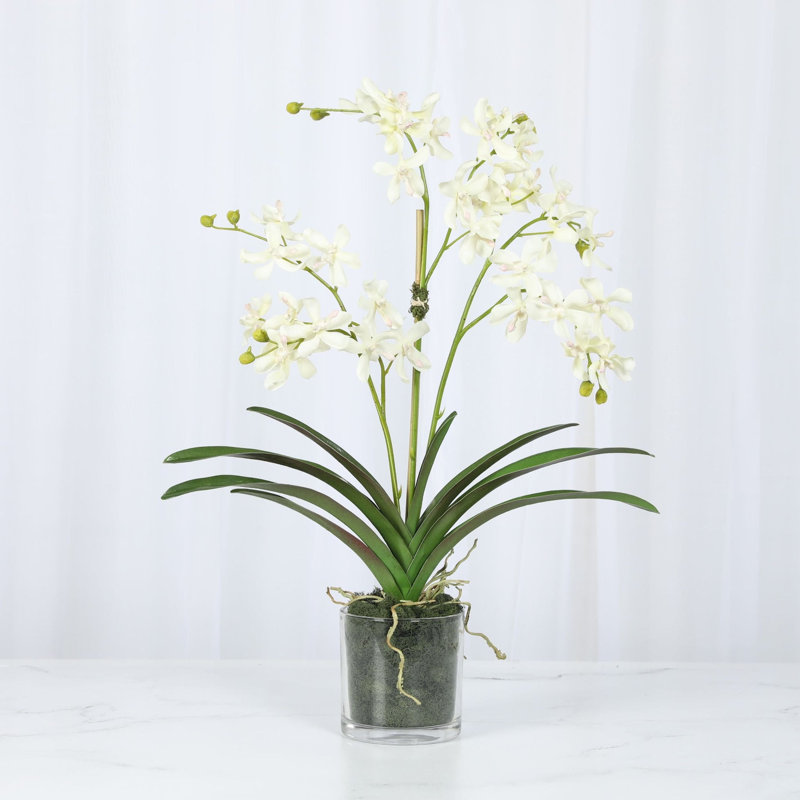 Arrangement d'orchidées dans un vase en verre, Blanc
