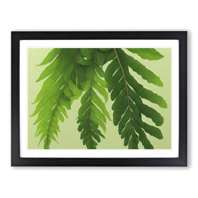 Unusual Fern Leaf - Framed Print