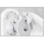 White Stallions Print by Lillian August
